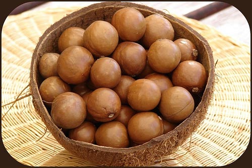 Macadamia: Hạt ngon nhất, đắt nhất, Ẩm thực, Hat macadania, qua mac ca, quả mắc ca, cay mac ca de lam gi, cây mắc ca là gì